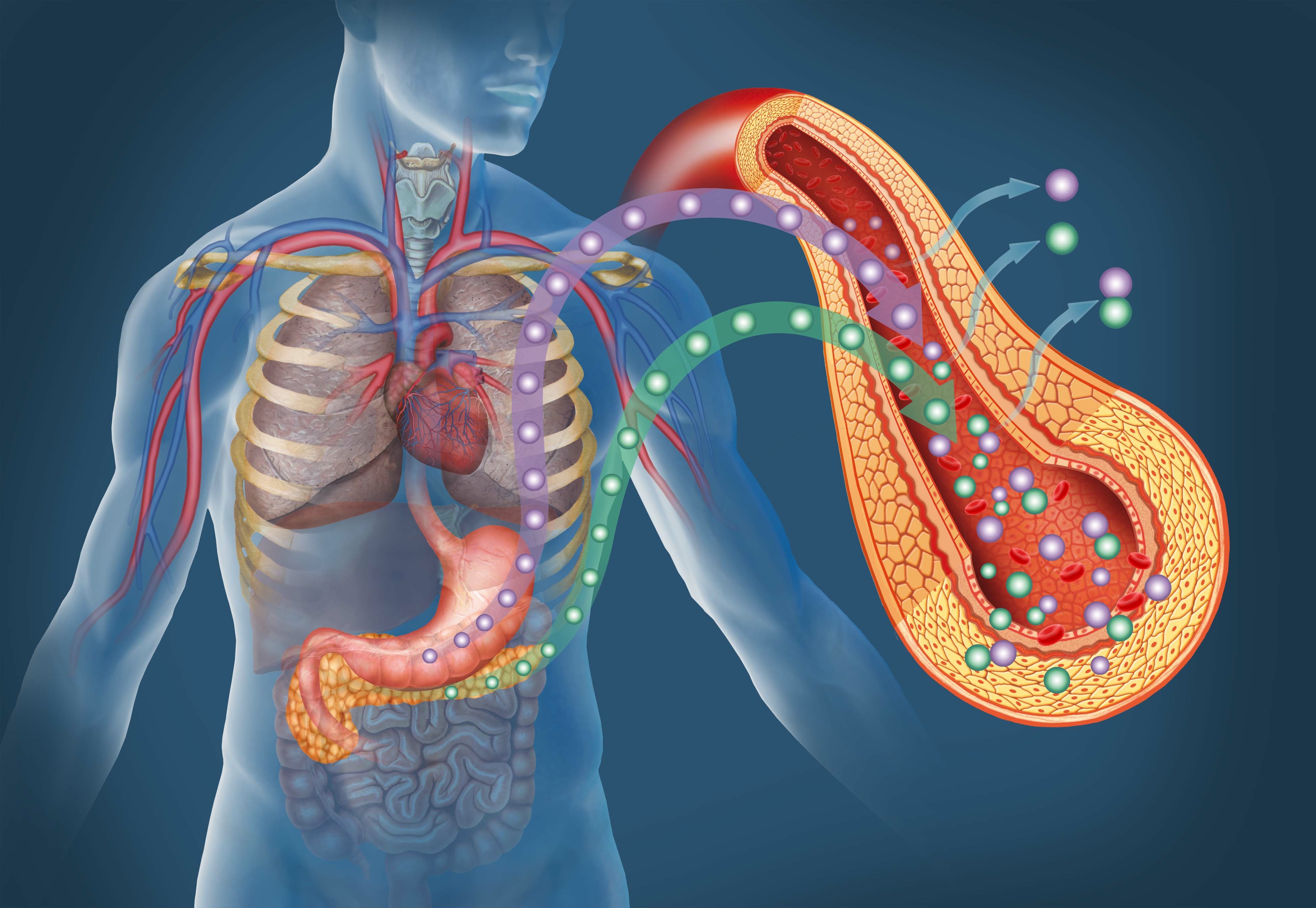 Diabetes Diagram 2
