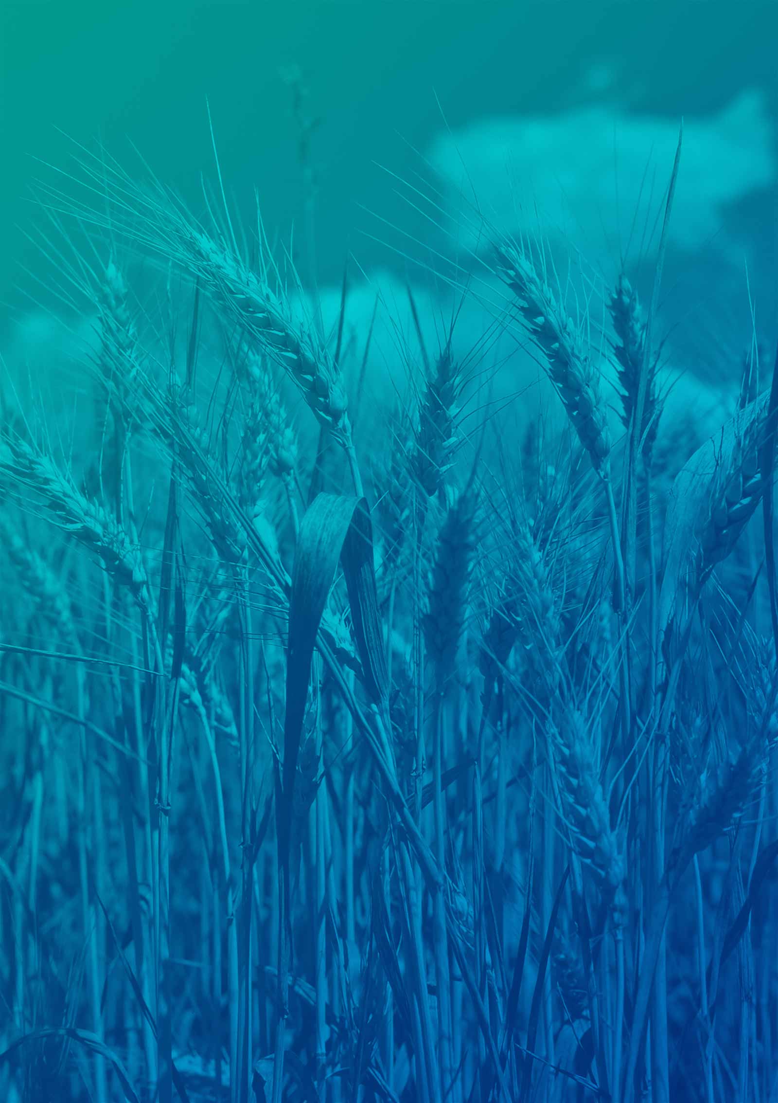 wheat field