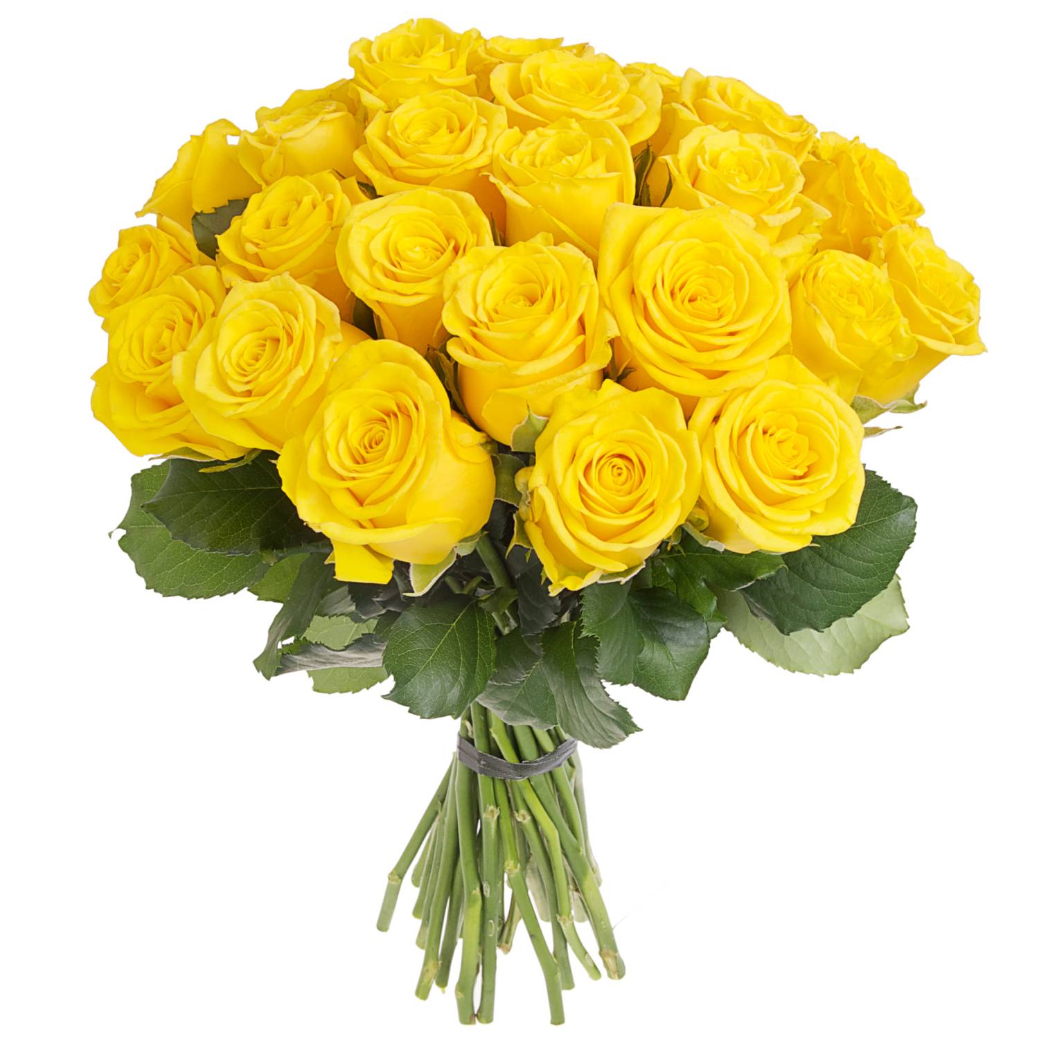 Yellow Rose Week