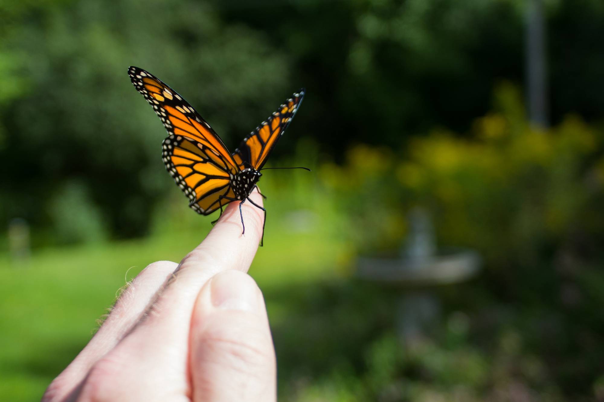 Memorial Butterfly Release